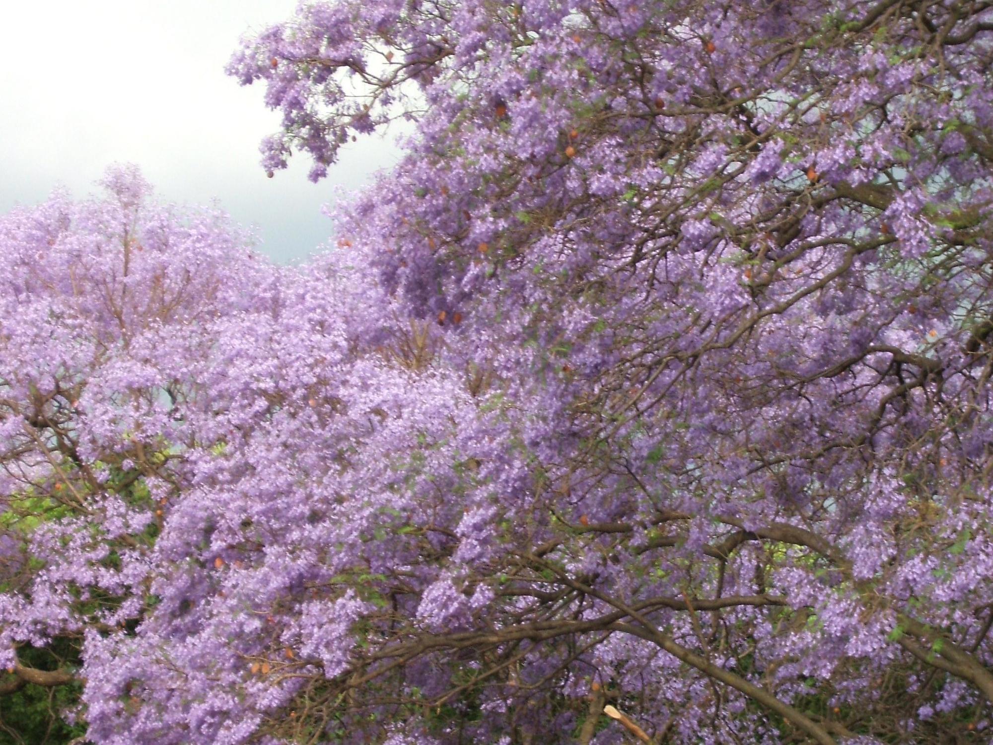Cherry Tree Cottage B&B Linden Johannesburg Esterno foto